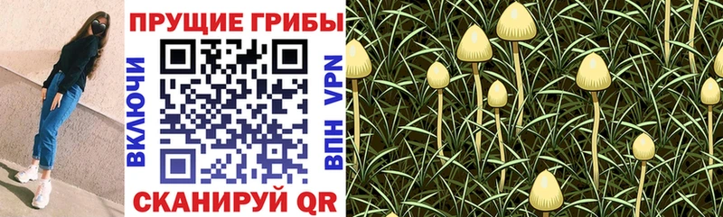 Псилоцибиновые грибы Psilocybine cubensis  Купить закладки  Певек 